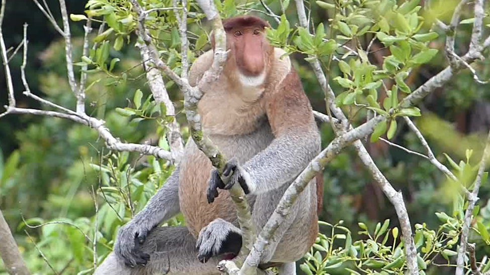 Monkey Jumpscare (broken unfortunately)