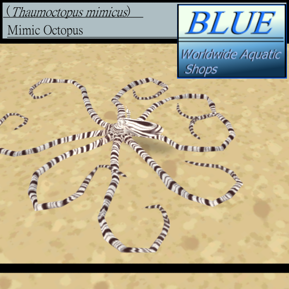 BLUE - Mimic Octopus