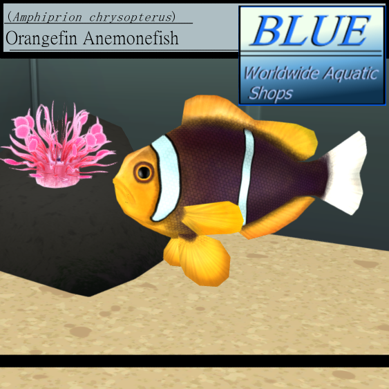 BLUE - Orangefin Anemonefish