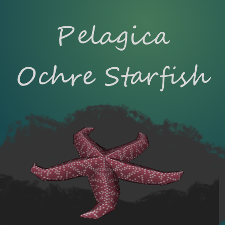 Pelagica - Ochre Starfish
