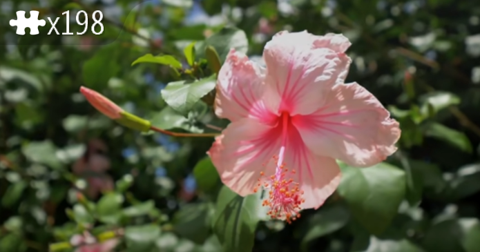 Pinkfleur