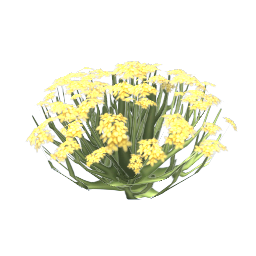 TS4 Yellow thistle
