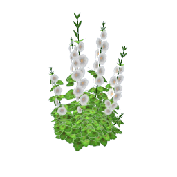 TS4 Hollyhocks - white