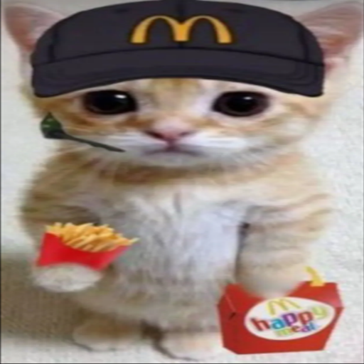 El gato