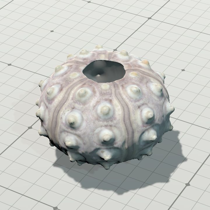 Shell4
