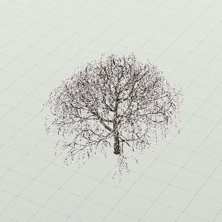 Weeping Cherry Tree
