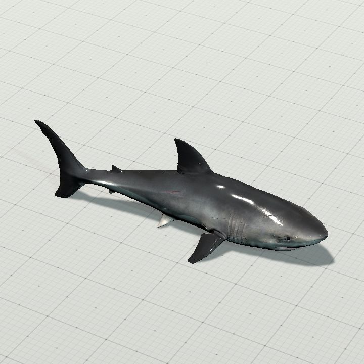 Animated Shark