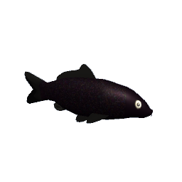 Koi #2