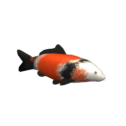 Koi #9