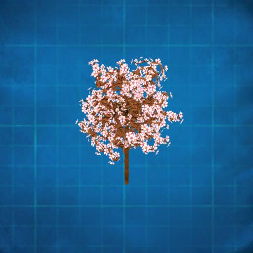 cherry blossom tree