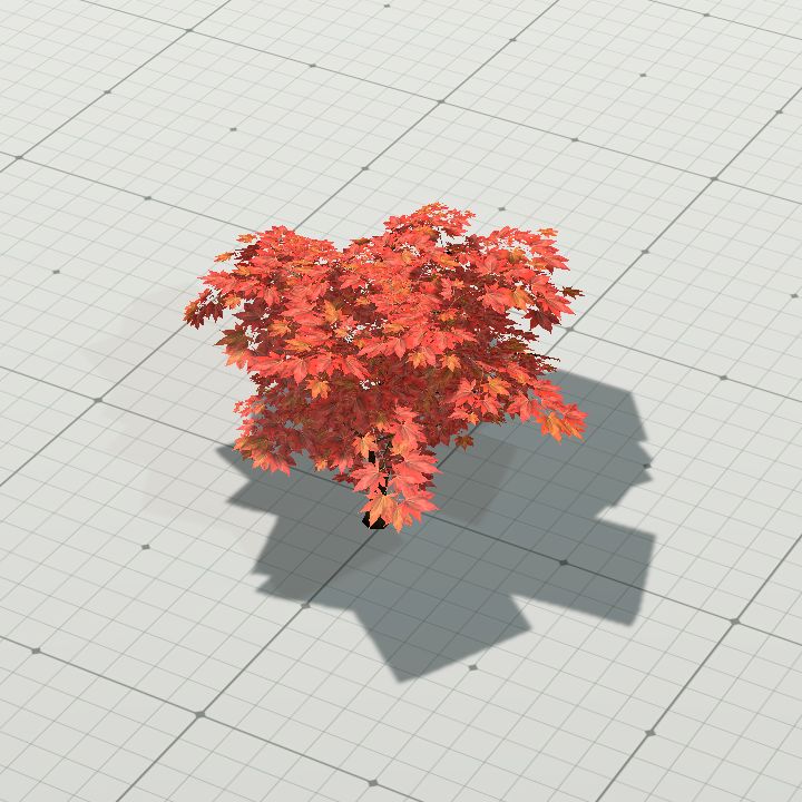 Tree, Japanese Maple Bonsai