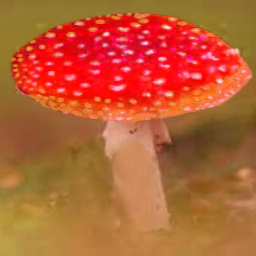 FungusKing
