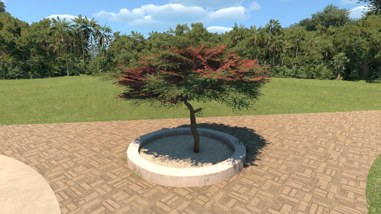 Royal Poinciana (Delonix regia)
