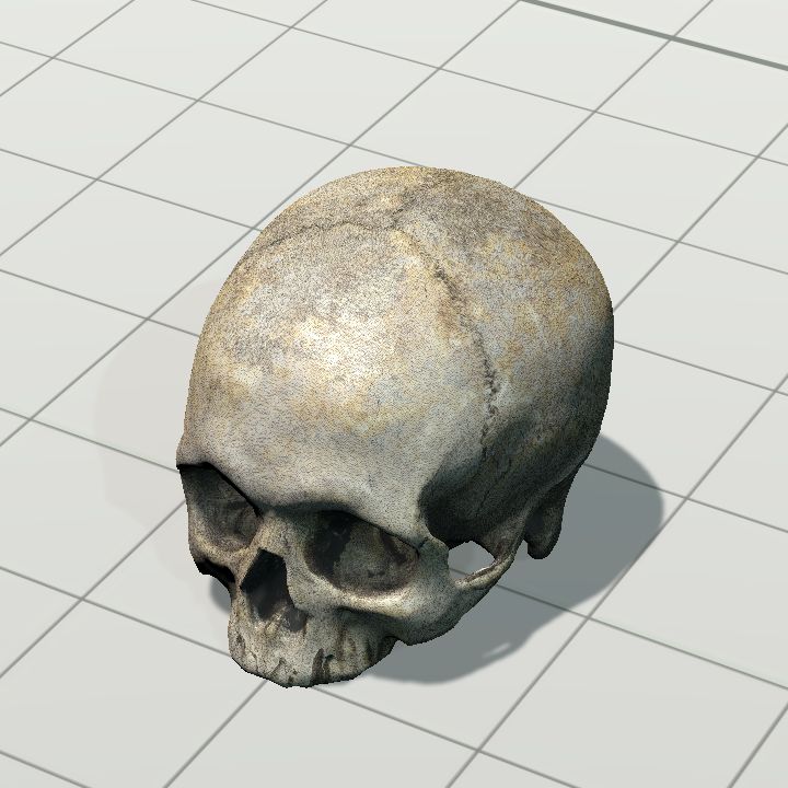 Skull, Half