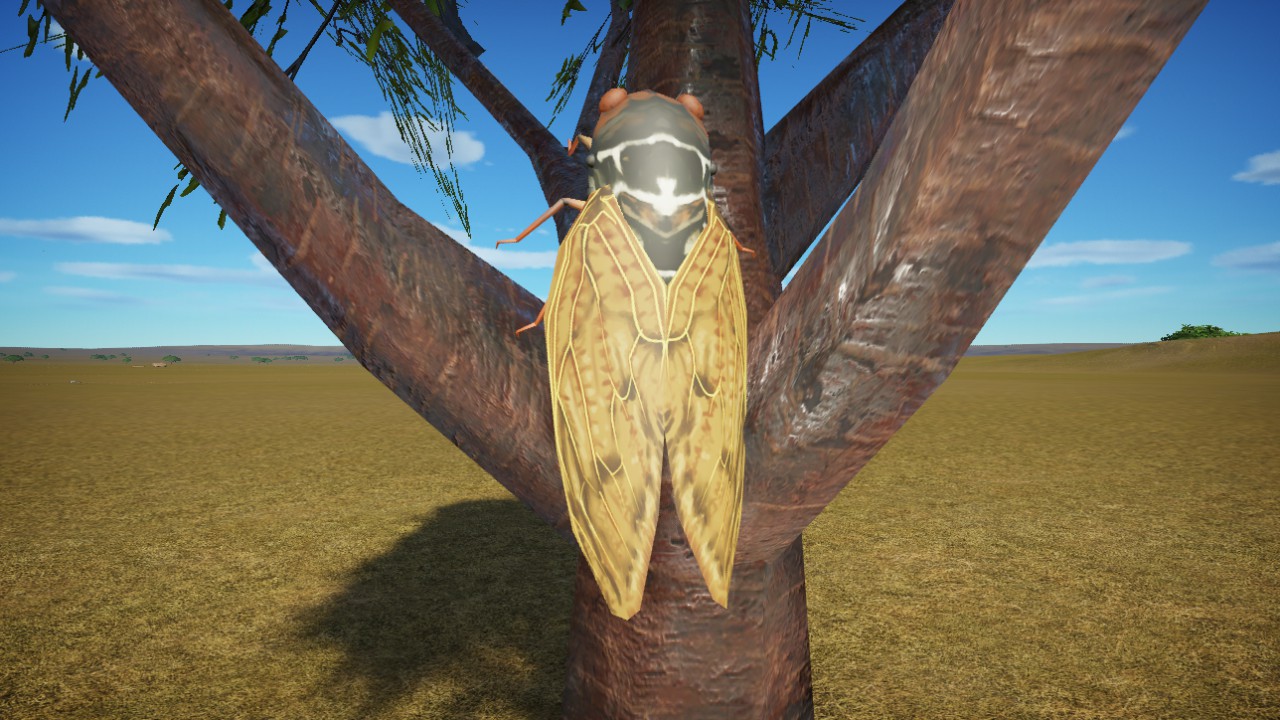 Cicada