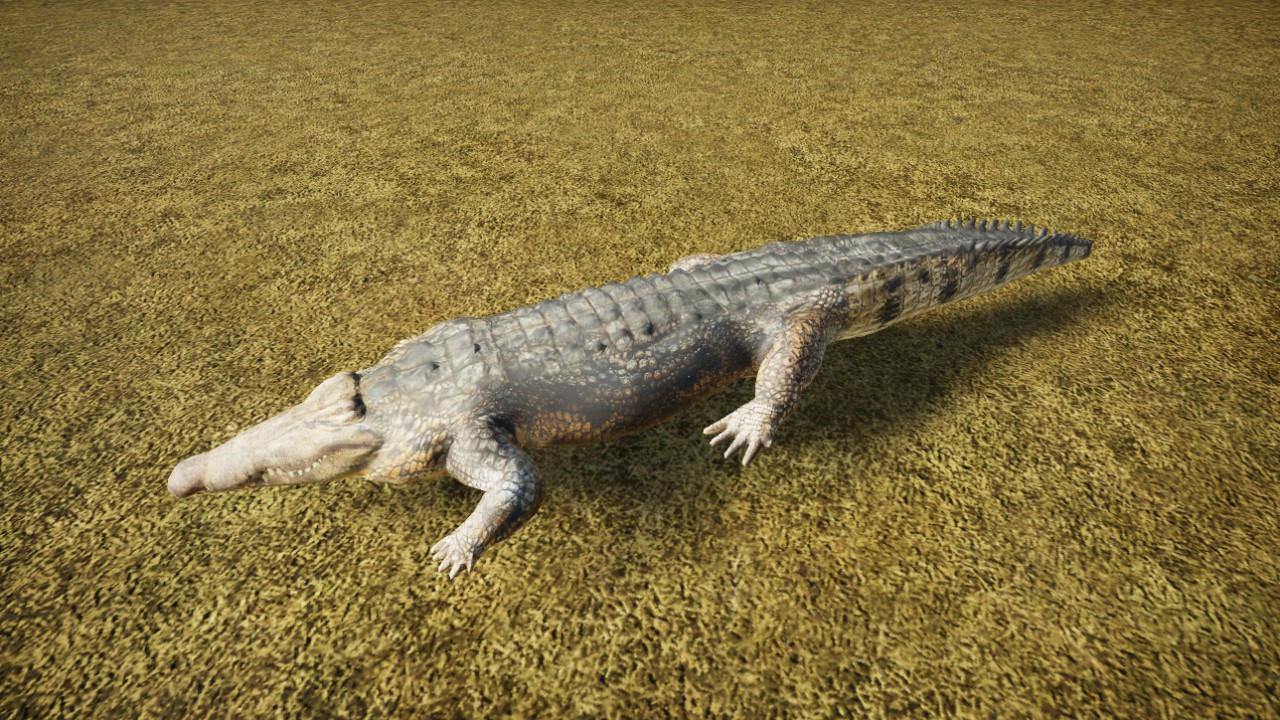 Zoo Animal Crocodile
