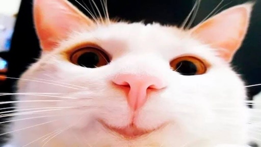 Picture background
