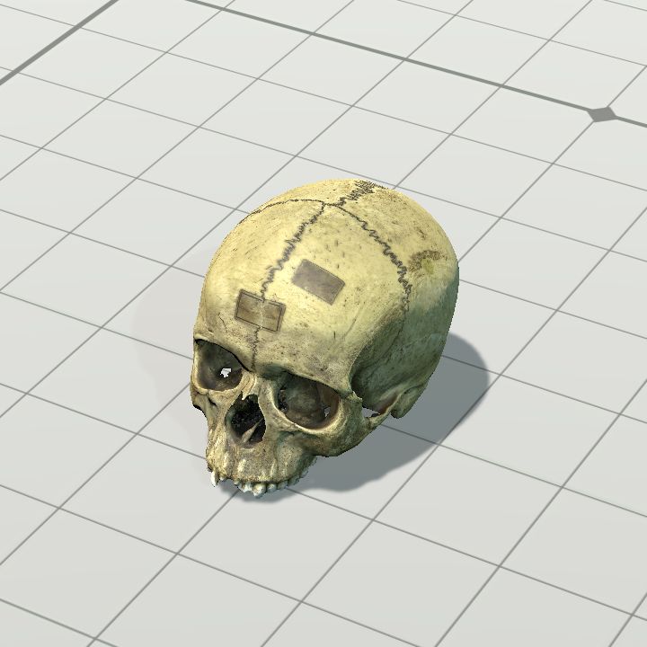 Skull, Research / Labelled