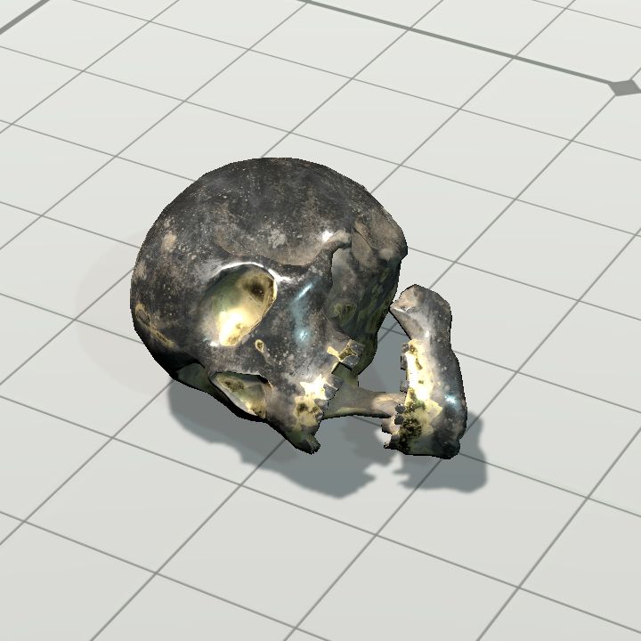 Skull, Ancient (Horizontal Left)