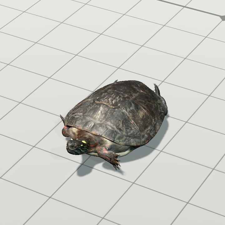 Turtle, Eastern Painted {Animated}