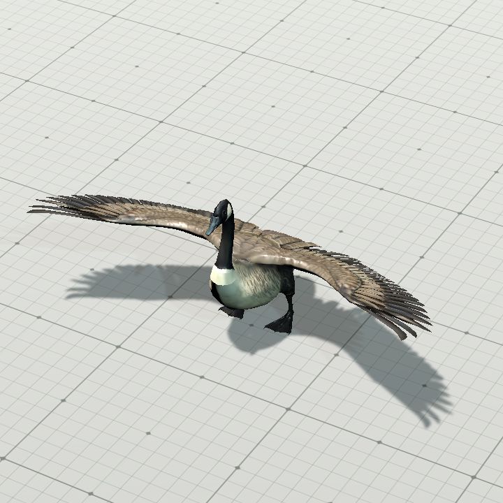 Goose, Canada