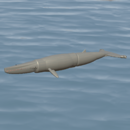 Blue whale ( Baby ) | Синий кит ( Детеныш )
