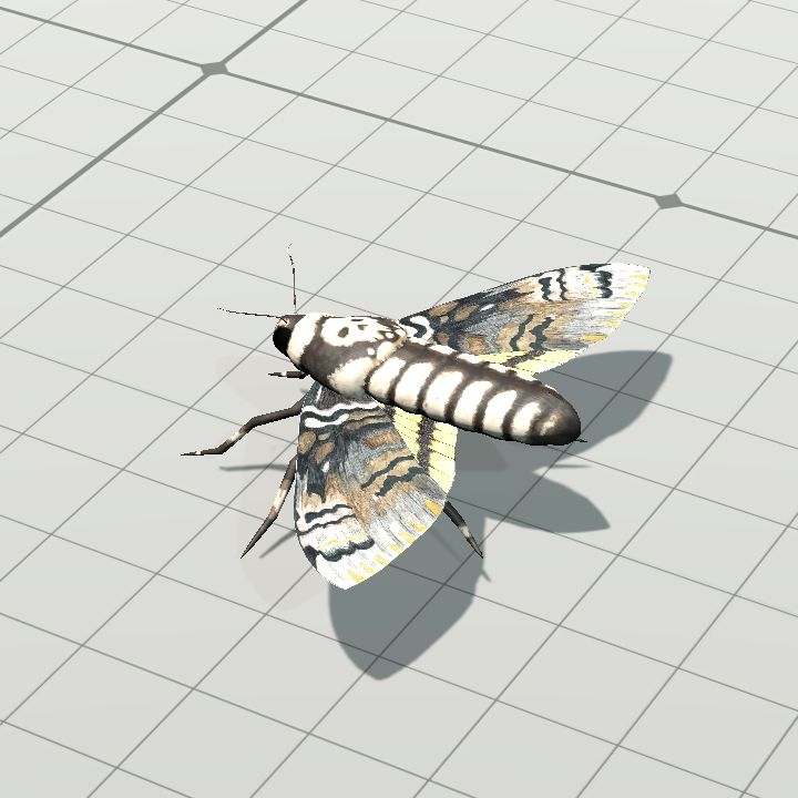 Moth, Death’s-Head Hawk-Moth