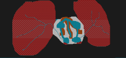 Human Anatomy - Lungs and Heart