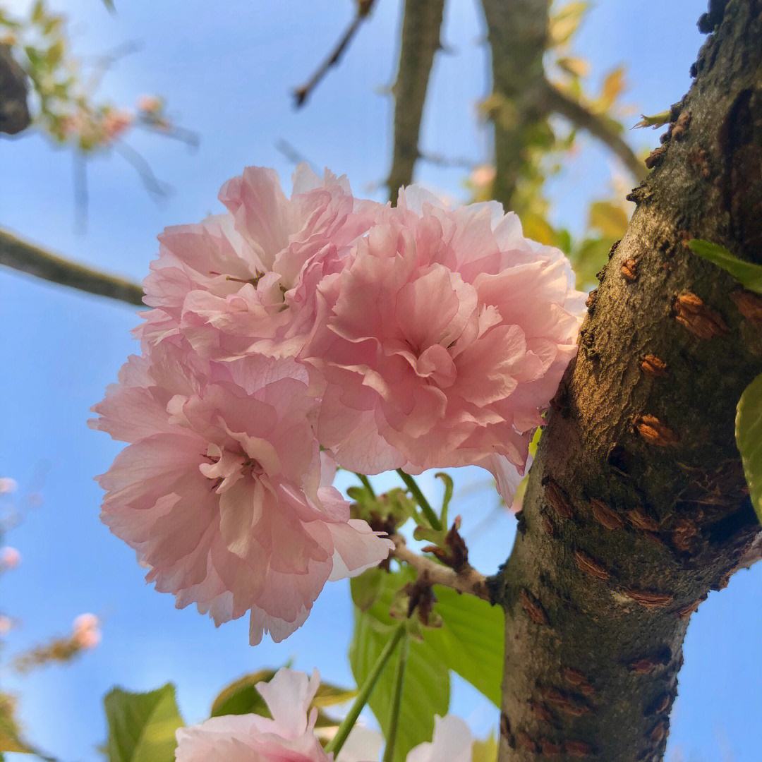 Cherry blossom hair clip – Don't Starve Together Mod