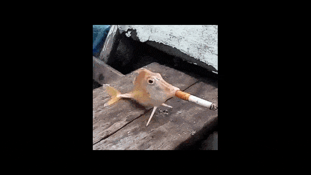 fish smoking cigarette gif Cartoon GIFs A fish smoking a cigarette
