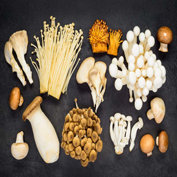 More Mushrooms All Seasons