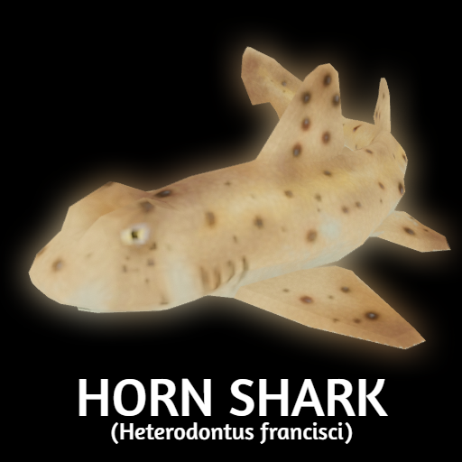 Horn Shark