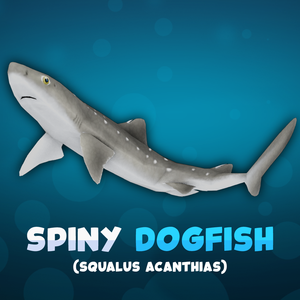 Spiny Dogfish