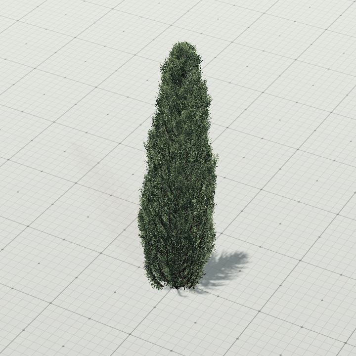 Cypress