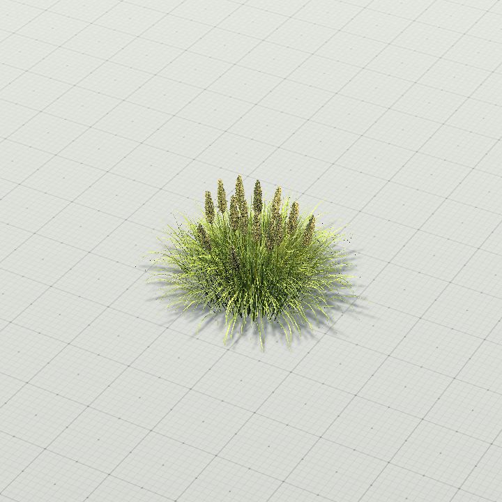 PampasGrass