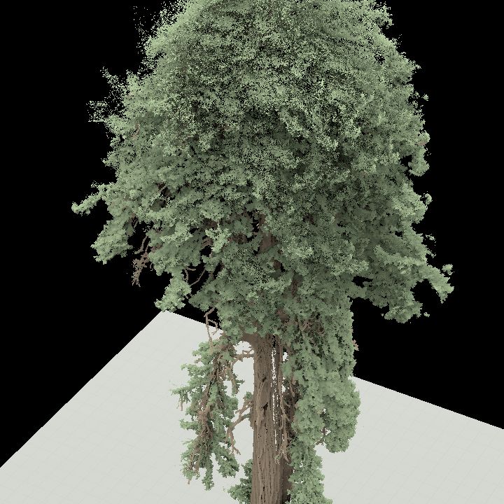 coastal_redwood_from_grove_of_old_trees