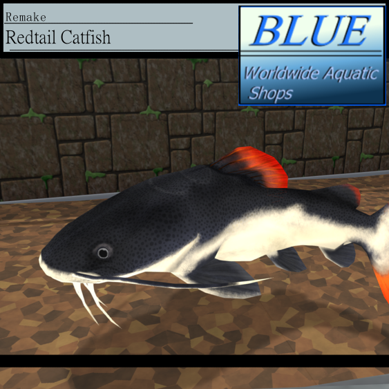 BLUE - Redtail Catfish Remake