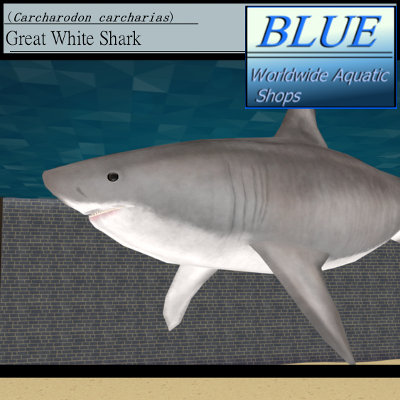 BLUE - Great White Shark