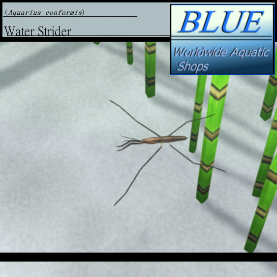 BLUE - Water Strider
