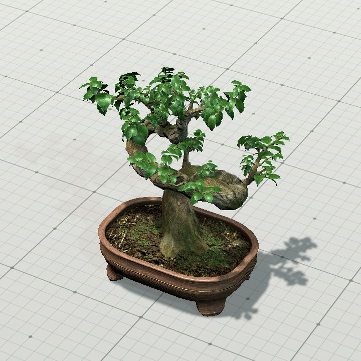 japanese_ficus_bonsai