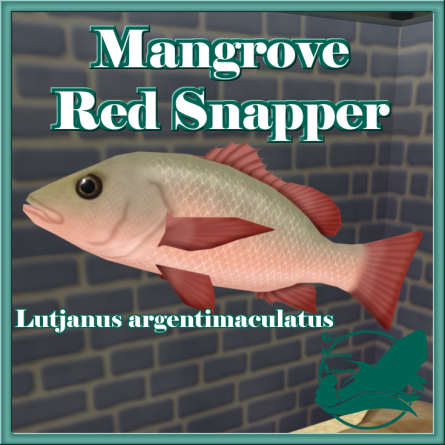 Gulf Stream Aquaria - Mangrove Red Snapper