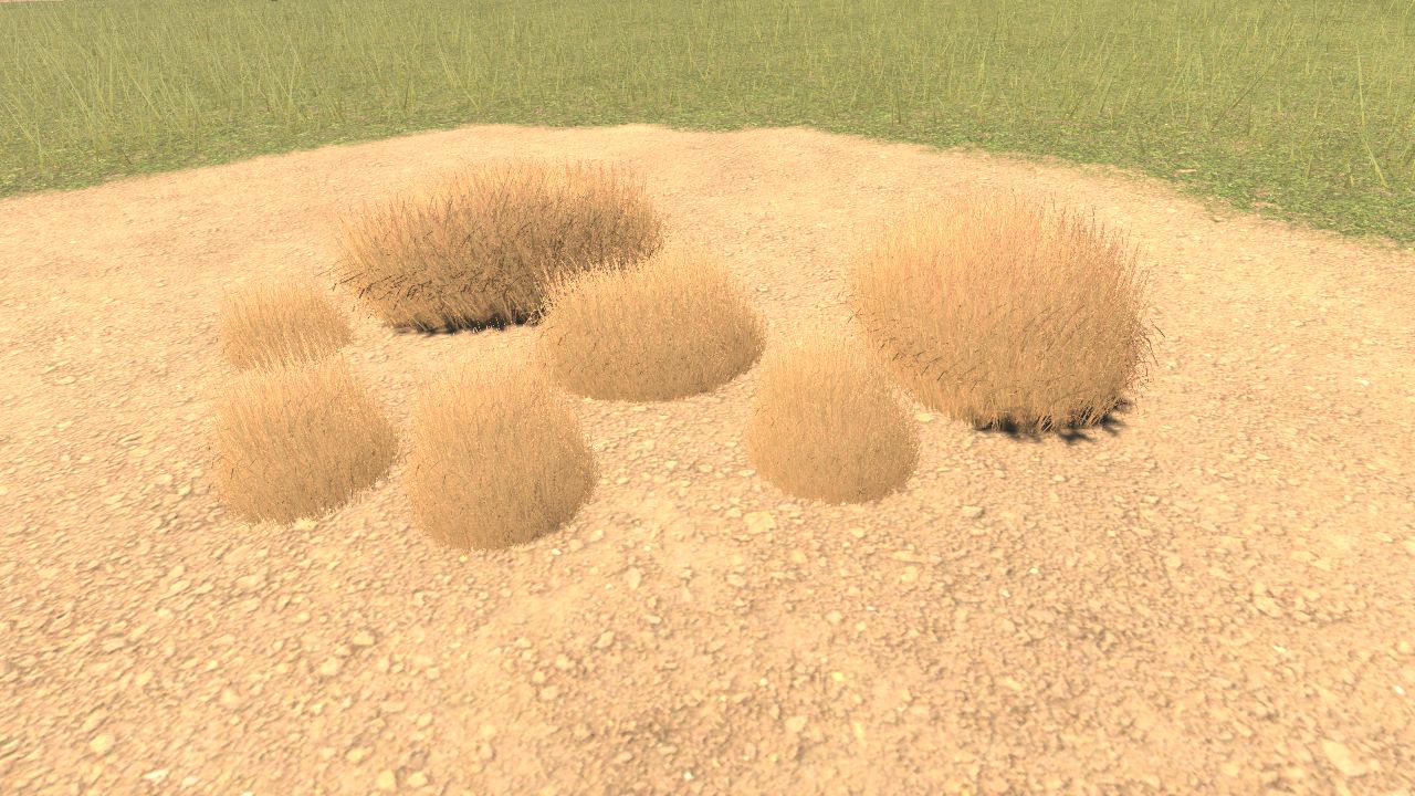 Yellow Spinifex