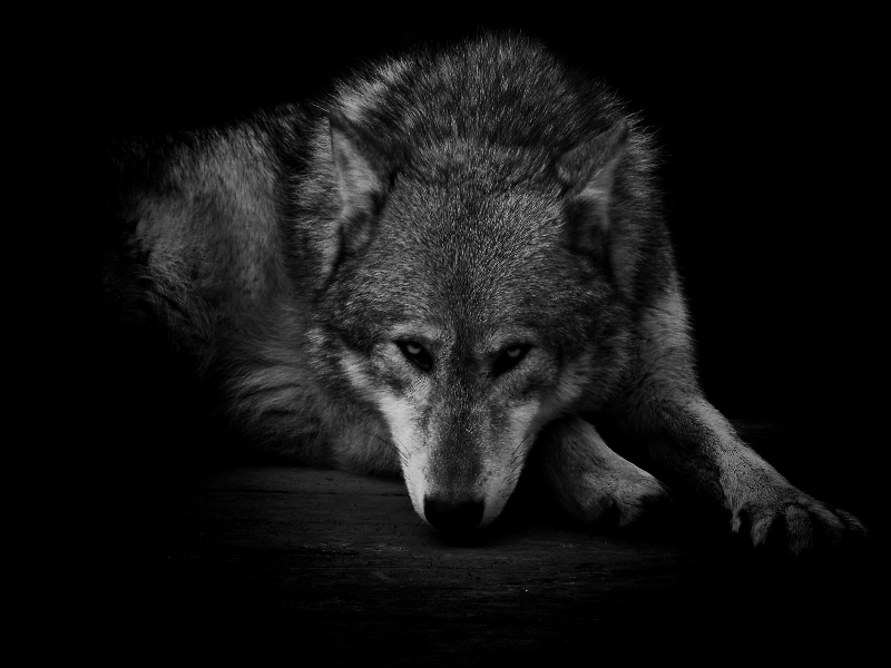 Wolf