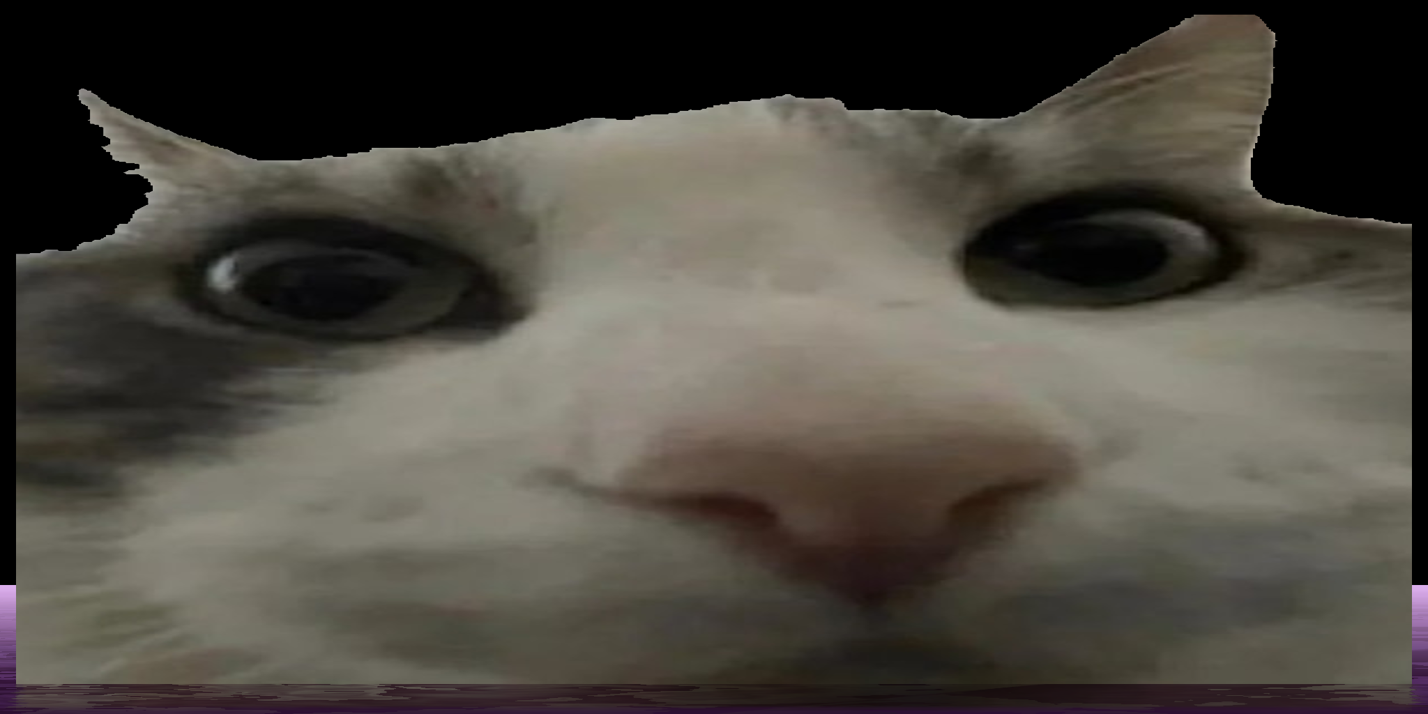 cat stare