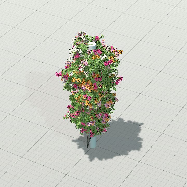 Bouganvillea