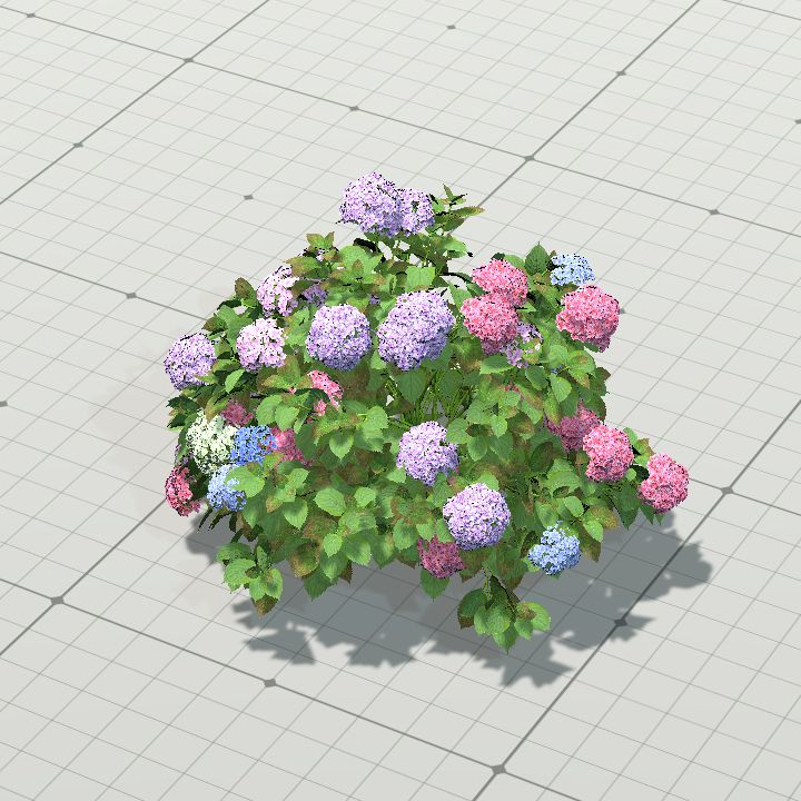 Hydrangea