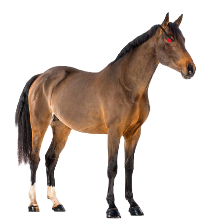 Realistic Horse Bosses