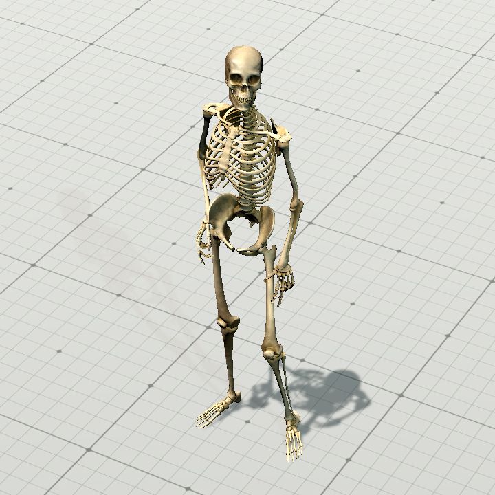 skeleton
