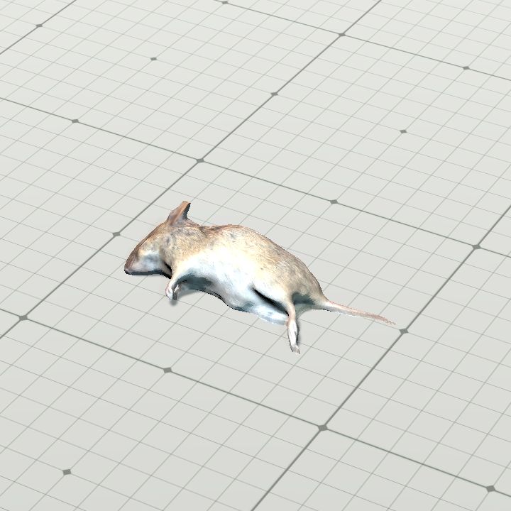 dead_mouse