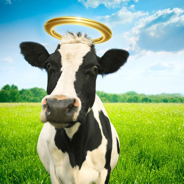 Holy Cow!